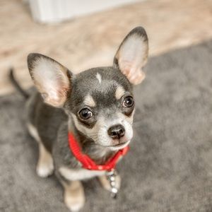 Meet your Posher, Tammy